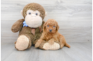 Meet Ricky - our Mini Goldendoodle Puppy Photo 1/3 - Premier Pups