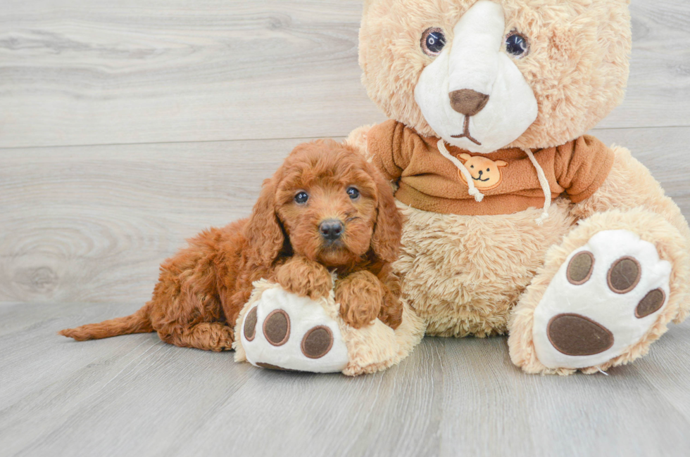 6 week old Mini Goldendoodle Puppy For Sale - Premier Pups