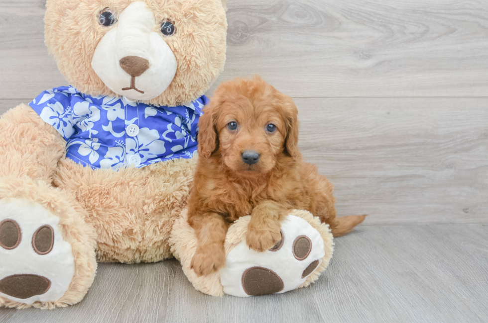 Standard, Toy & Mini: Goldendoodle Difference - Premier Pups - Premier Pups