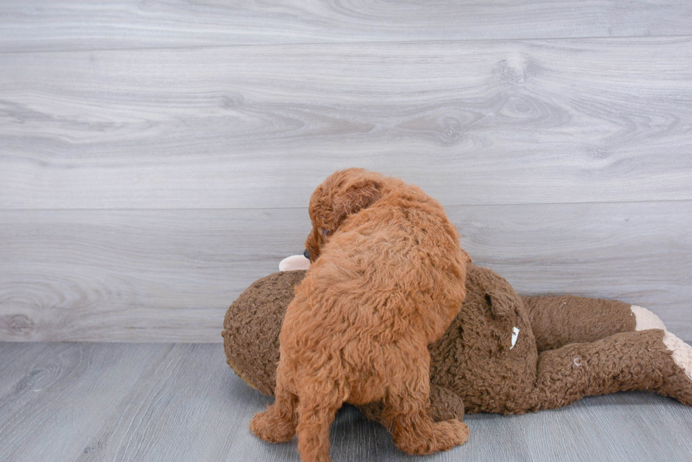Meet Riley - our Mini Goldendoodle Puppy Photo 3/3 - Premier Pups