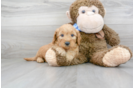 Meet Riley - our Mini Goldendoodle Puppy Photo 1/3 - Premier Pups
