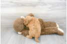 Meet Riley - our Mini Goldendoodle Puppy Photo 3/3 - Premier Pups