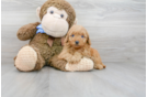 Meet Riley - our Mini Goldendoodle Puppy Photo 1/3 - Premier Pups