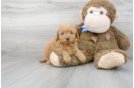 Meet Riley - our Mini Goldendoodle Puppy Photo 2/3 - Premier Pups