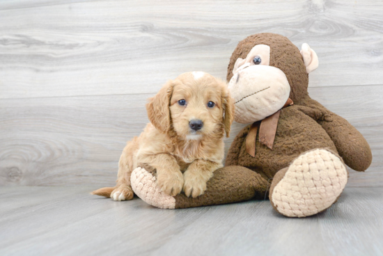 Mini Goldendoodle Pup Being Cute