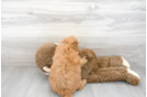Meet Rogue - our Mini Goldendoodle Puppy Photo 3/3 - Premier Pups