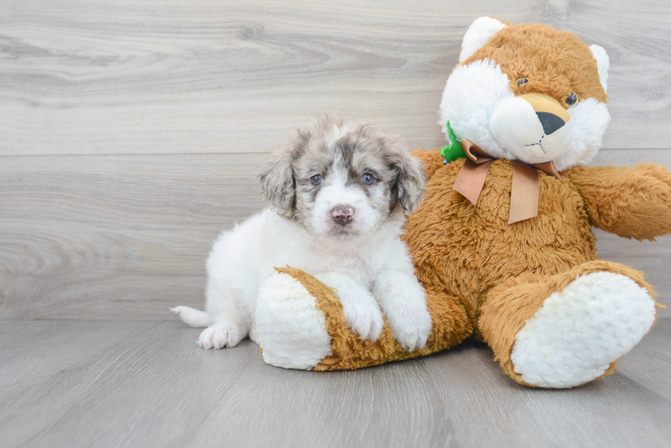 Meet Rogue - our Mini Goldendoodle Puppy Photo 1/3 - Premier Pups