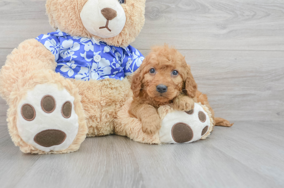 https://premierpups.com/azure/affordablepup/pups/mini-goldendoodle-rolo-12520137371521620.jpg?preset=home