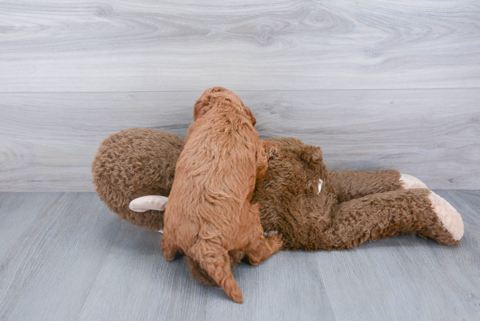 Playful Golden Retriever Poodle Mix Puppy