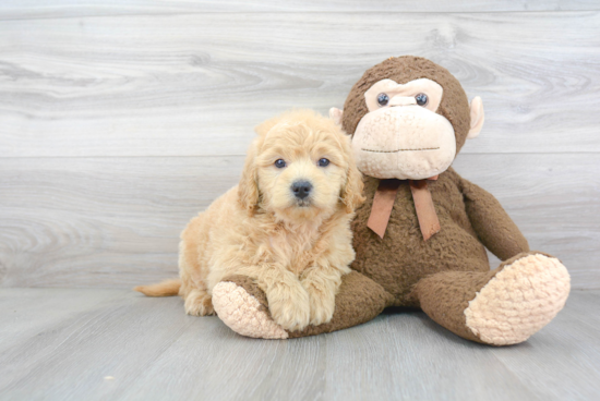 Playful Golden Retriever Poodle Mix Puppy