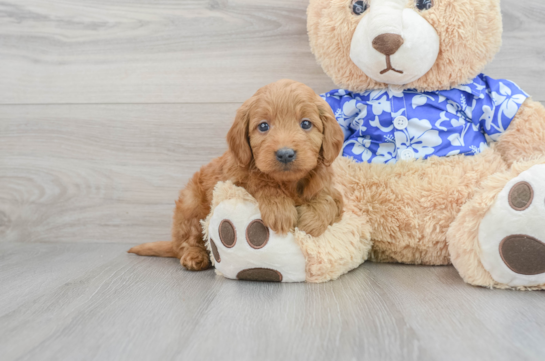 Standard, Toy & Mini: Goldendoodle Difference - Premier Pups - Premier Pups