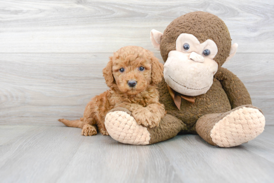 Small Mini Goldendoodle Baby