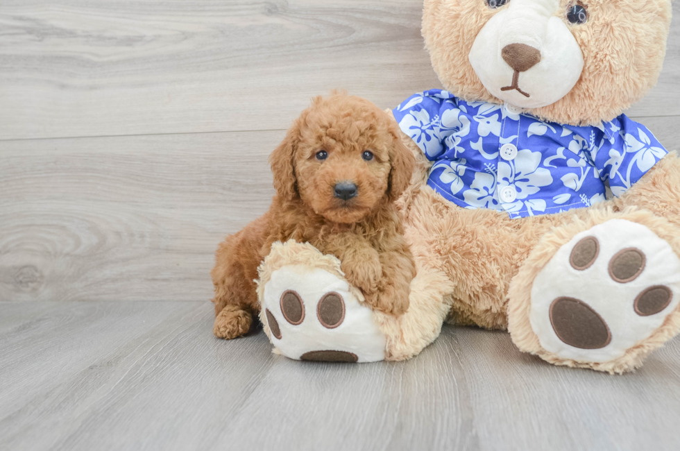 https://premierpups.com/azure/affordablepup/pups/mini-goldendoodle-ruger-12520137482862551.jpg?preset=home