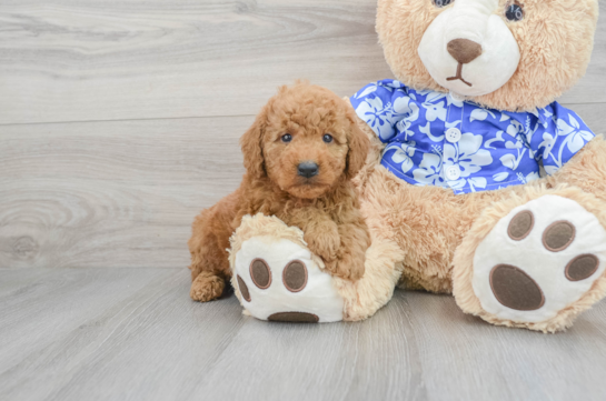 Standard, Toy & Mini: Goldendoodle Difference - Premier Pups - Premier Pups