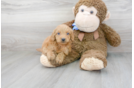 Meet Ruger - our Mini Goldendoodle Puppy Photo 2/3 - Premier Pups