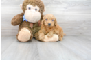 Meet Ruger - our Mini Goldendoodle Puppy Photo 1/3 - Premier Pups