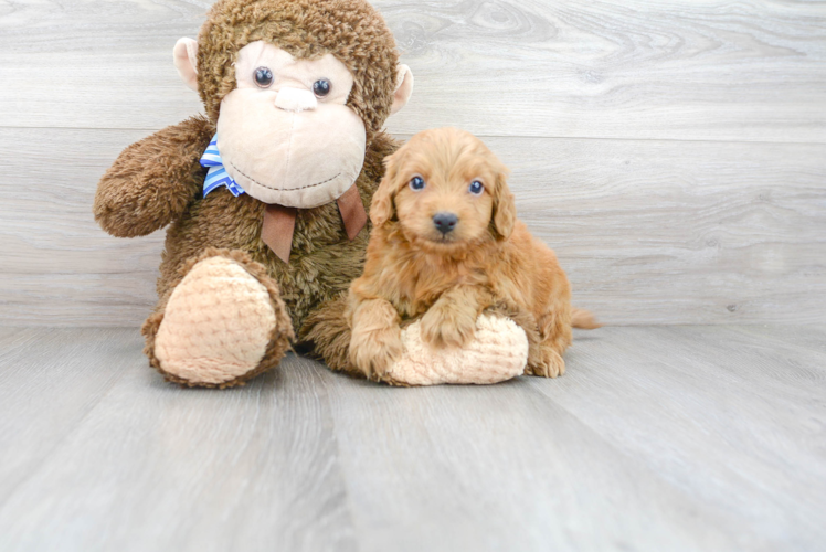 Meet Ruger - our Mini Goldendoodle Puppy Photo 1/3 - Premier Pups