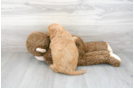 Meet Ruger - our Mini Goldendoodle Puppy Photo 3/3 - Premier Pups