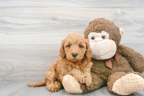 Mini Goldendoodle Pup Being Cute