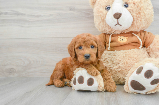 Playful Golden Retriever Poodle Mix Puppy