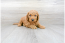 Meet Rusty - our Mini Goldendoodle Puppy Photo 1/3 - Premier Pups