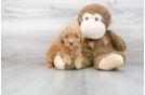 Meet Rusty - our Mini Goldendoodle Puppy Photo 2/3 - Premier Pups