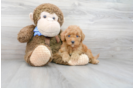 Meet Rusty - our Mini Goldendoodle Puppy Photo 1/3 - Premier Pups