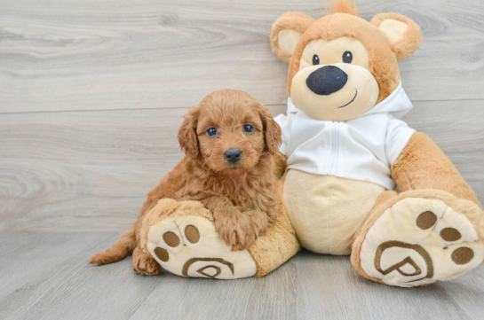 Mini Goldendoodle Pup Being Cute