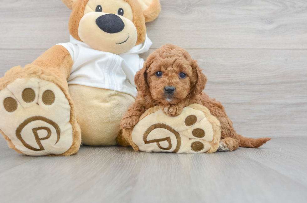 8 week old Mini Goldendoodle Puppy For Sale - Premier Pups