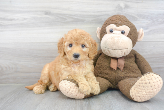 Petite Mini Goldendoodle Poodle Mix Pup