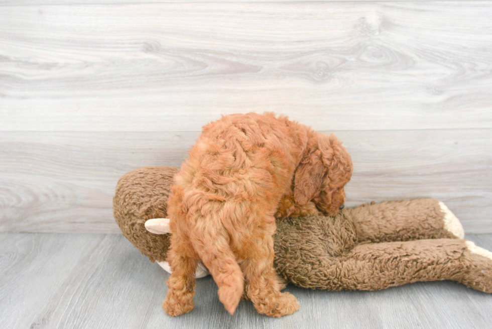 Meet Sansa - our Mini Goldendoodle Puppy Photo 3/3 - Premier Pups