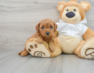 6 week old Mini Goldendoodle Puppy For Sale - Premier Pups