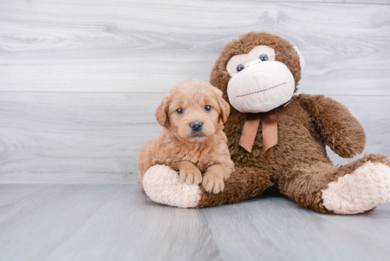 Mini Goldendoodle Pup Being Cute