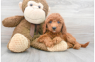 Meet Savannah - our Mini Goldendoodle Puppy Photo 2/3 - Premier Pups