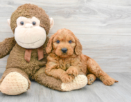 6 week old Mini Goldendoodle Puppy For Sale - Premier Pups