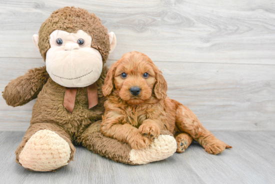 Funny Mini Goldendoodle Poodle Mix Pup