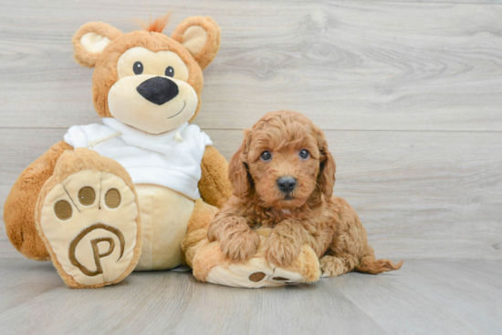 Mini Goldendoodle Puppy for Adoption