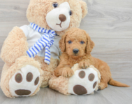 7 week old Mini Goldendoodle Puppy For Sale - Premier Pups