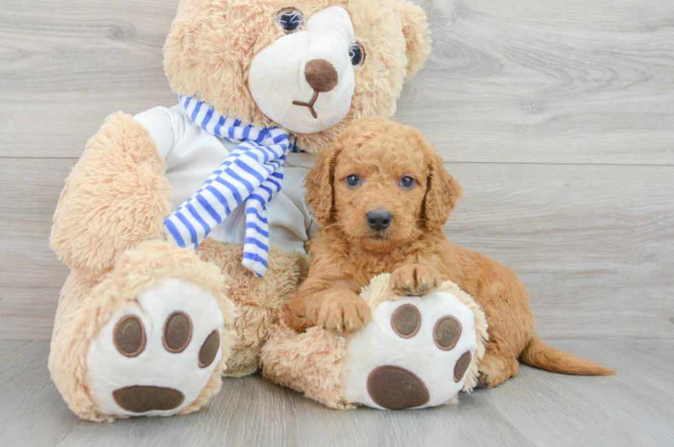 7 week old Mini Goldendoodle Puppy For Sale - Premier Pups