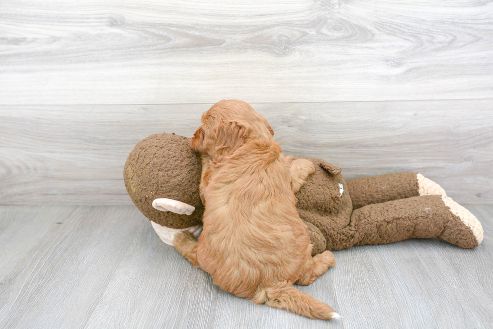 Meet Sawyer Brown - our Mini Goldendoodle Puppy Photo 3/3 - Premier Pups