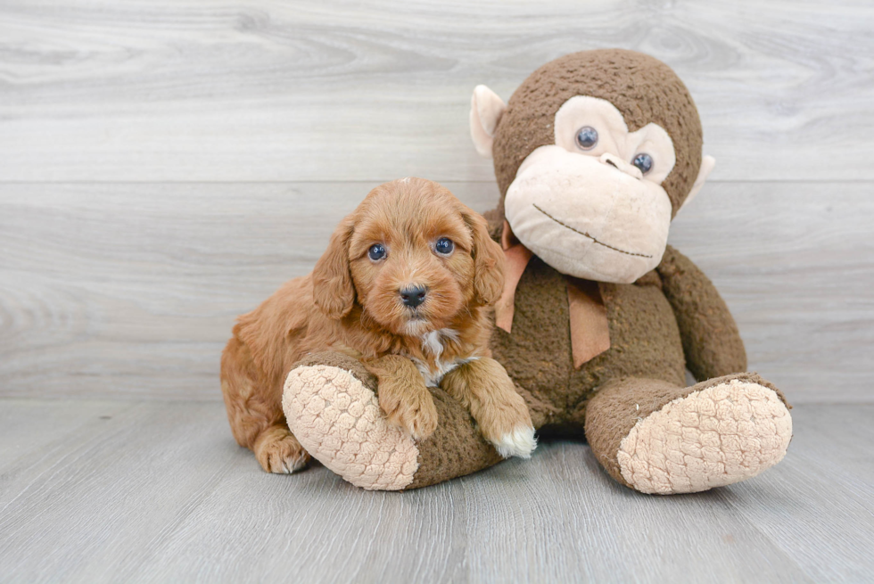 Meet Sawyer Brown - our Mini Goldendoodle Puppy Photo 2/3 - Premier Pups