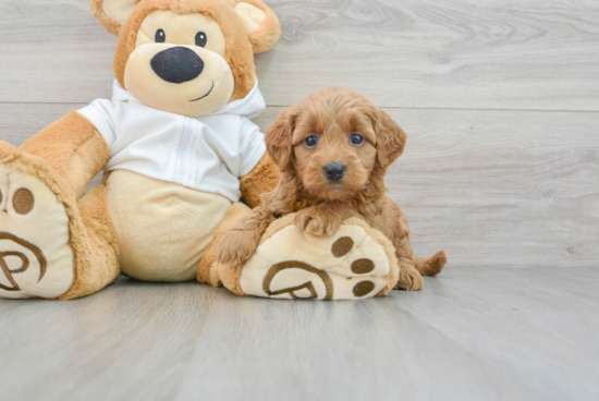 Cute Mini Goldendoodle Baby