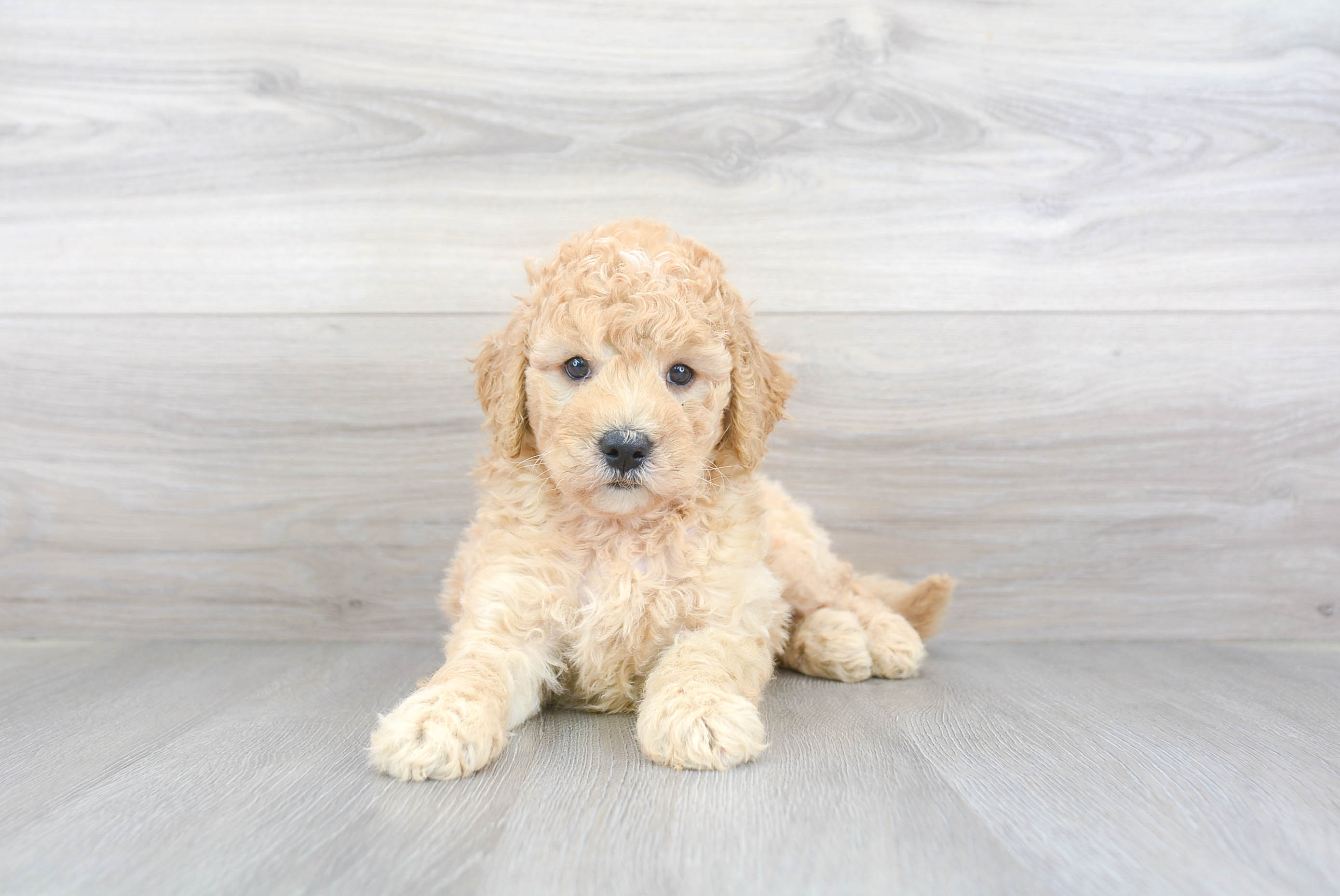 Golden retriever and hot sale poodle mix puppies