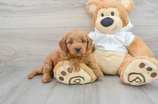 Mini Goldendoodle Pup Being Cute