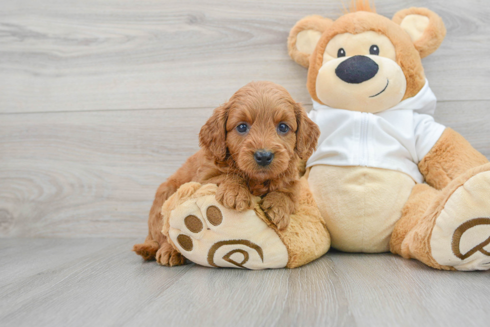 Funny Mini Goldendoodle Sisu: 5lb 15oz Doodle Puppy