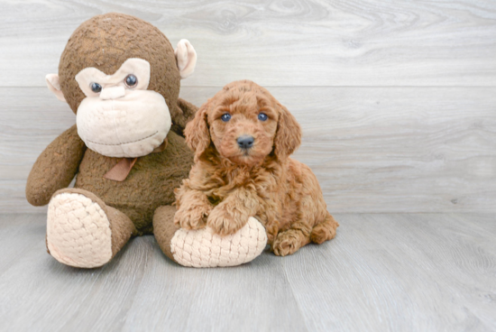 Mini Goldendoodle Pup Being Cute