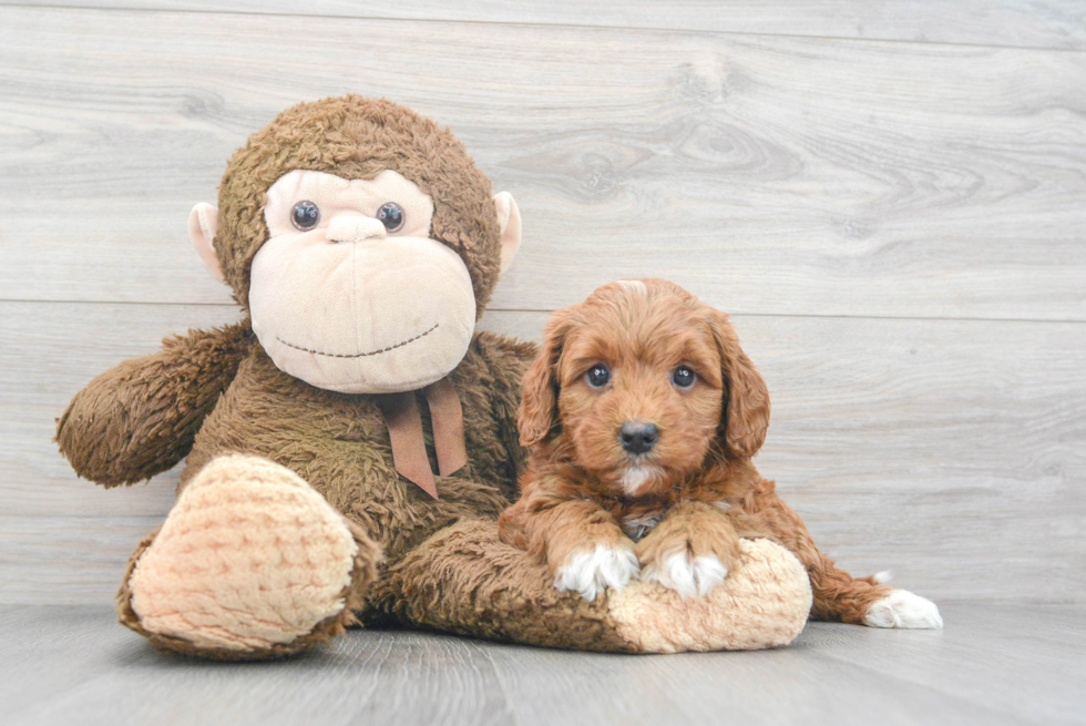 Fluffy Mini Goldendoodle Poodle Mix Pup