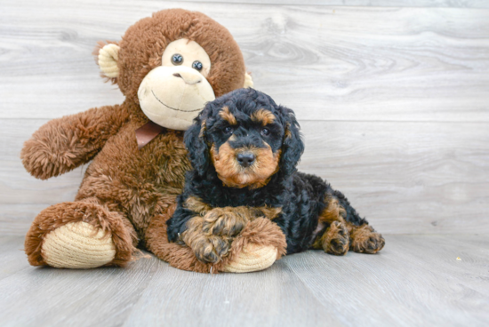 Small Mini Goldendoodle Baby