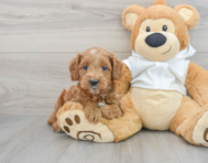 8 week old Mini Goldendoodle Puppy For Sale - Premier Pups