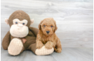 Meet Spencer - our Mini Goldendoodle Puppy Photo 2/3 - Premier Pups